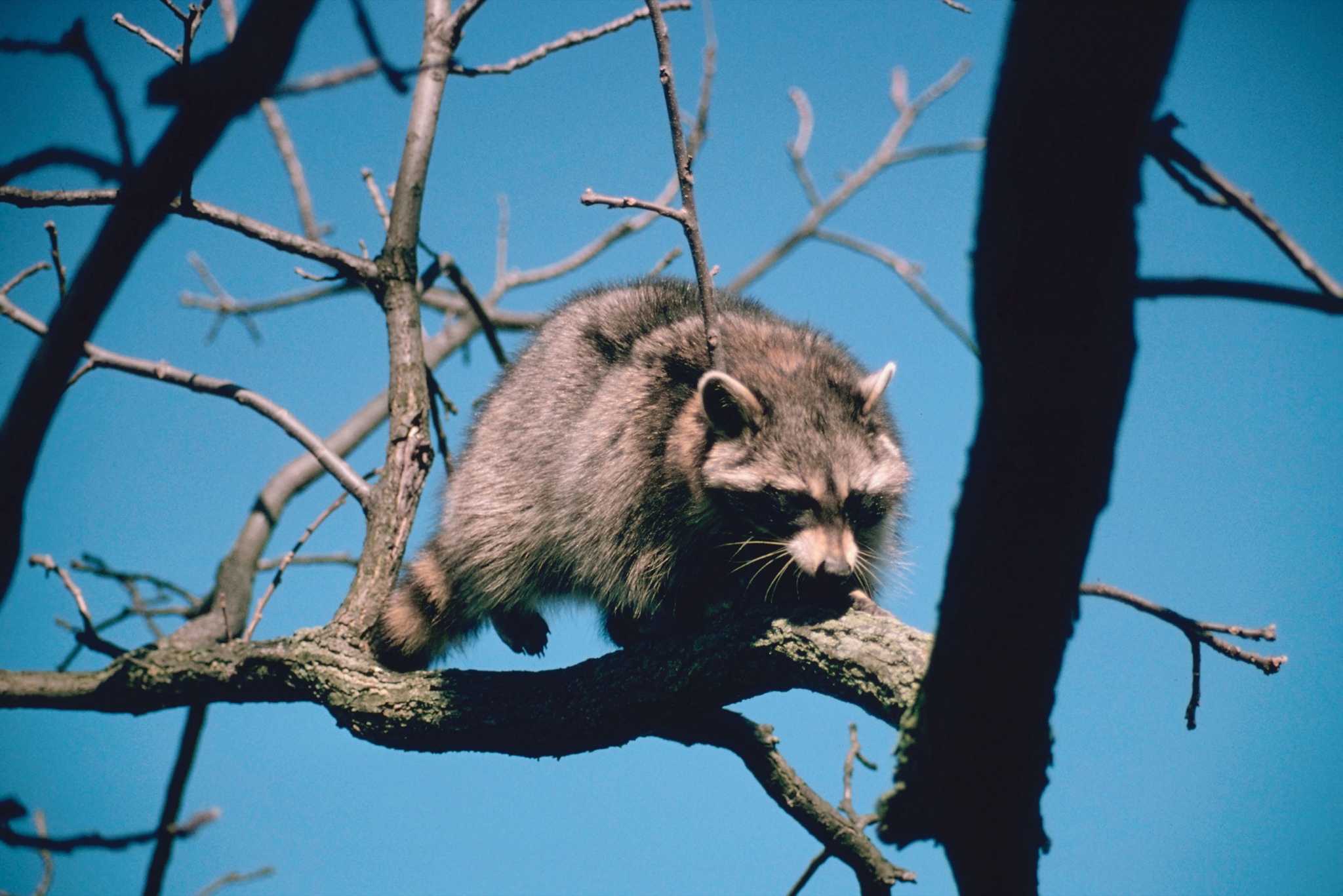 Conical Tree Guard to Prevent Raccoons From Climbing
