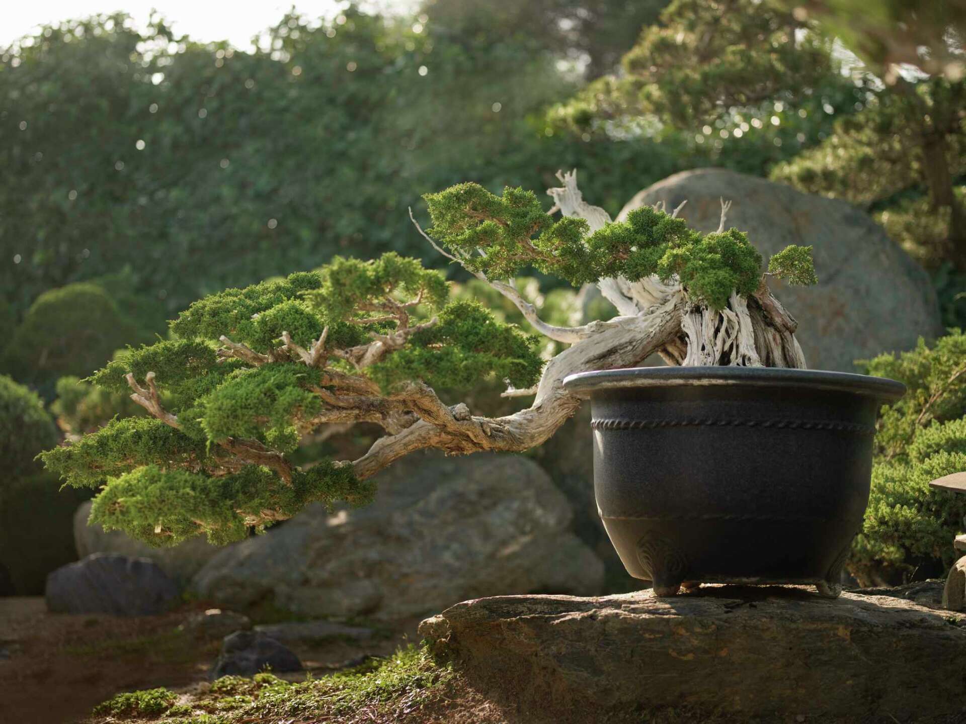 How to Grow Hydroponic Bonsai Trees