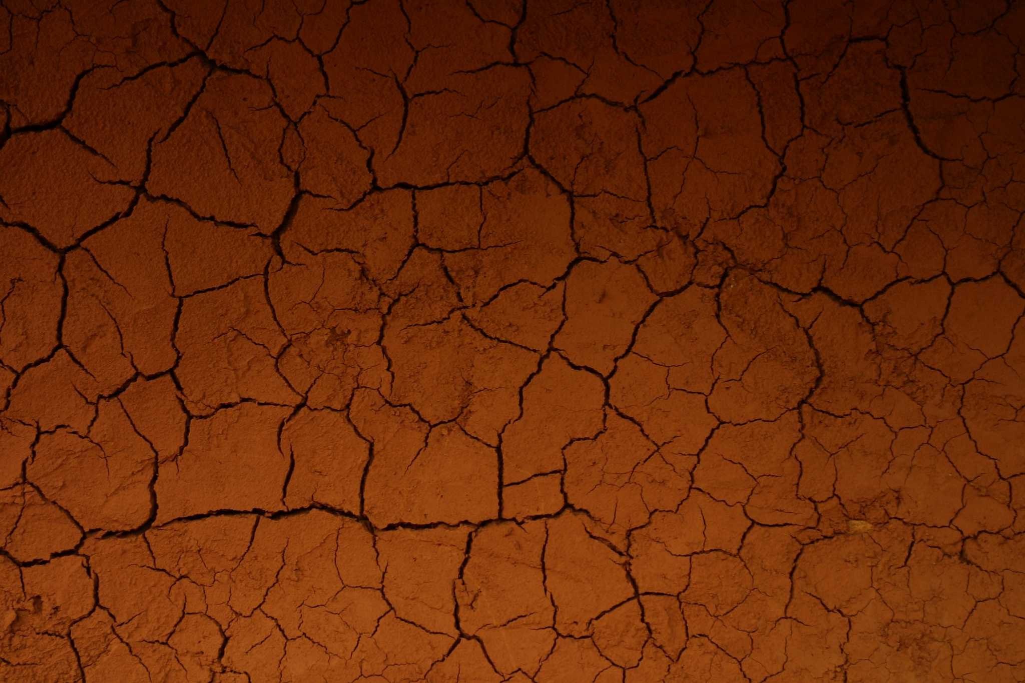 Conifers That Do Well in Clay Soil