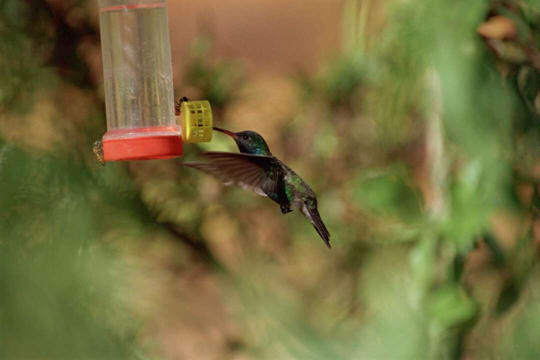 How to Get Rid of From Hummingbird Feeders