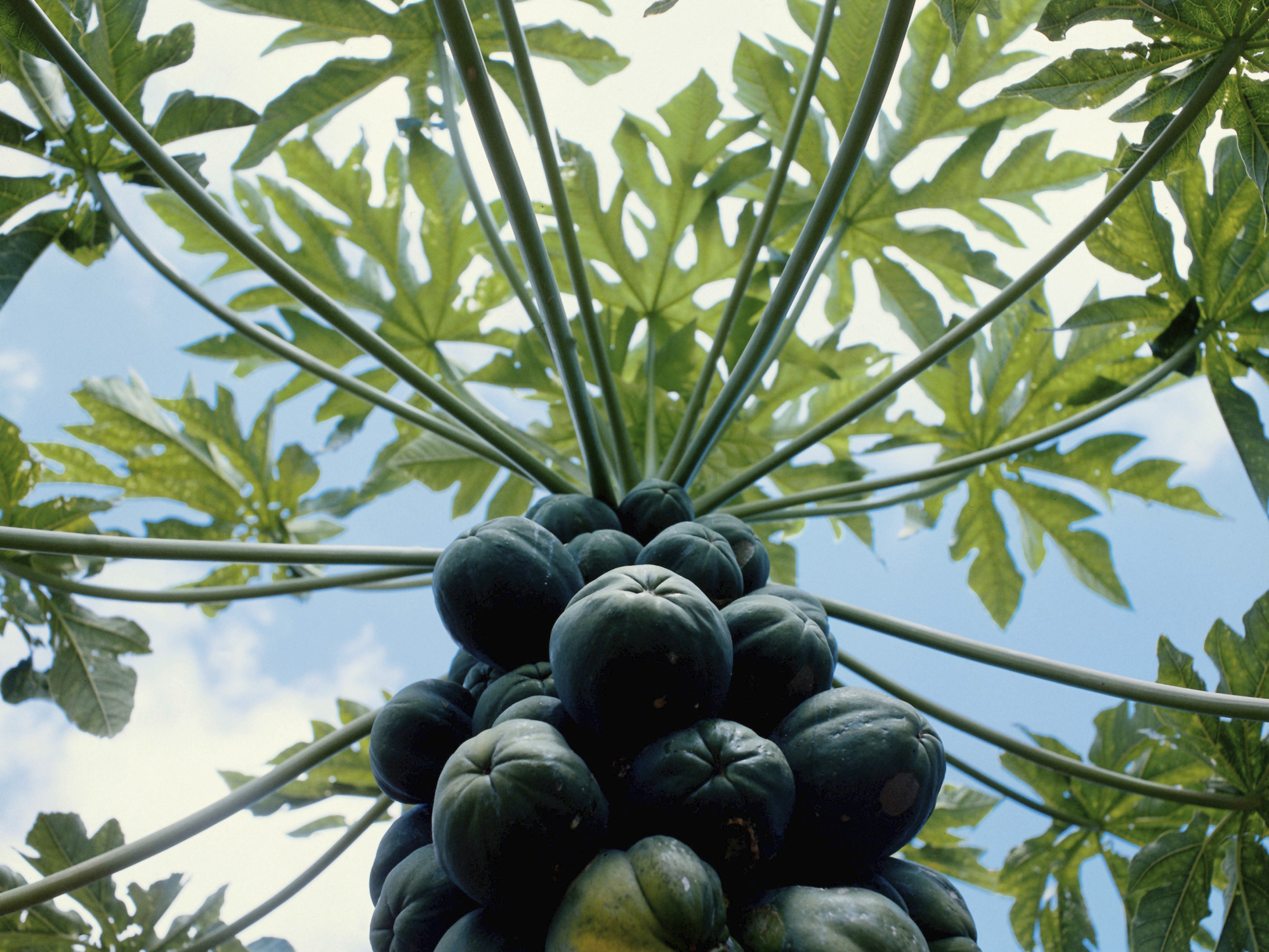 Papaya Varieties