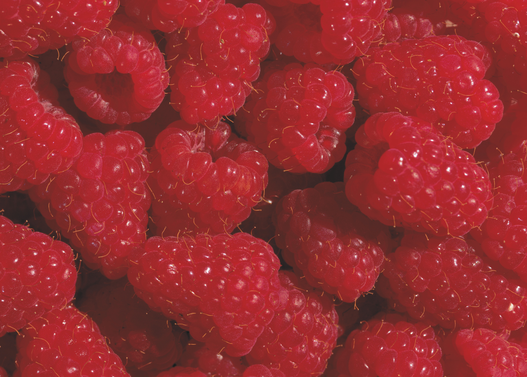 How to Control Bugs & Worms in Raspberries