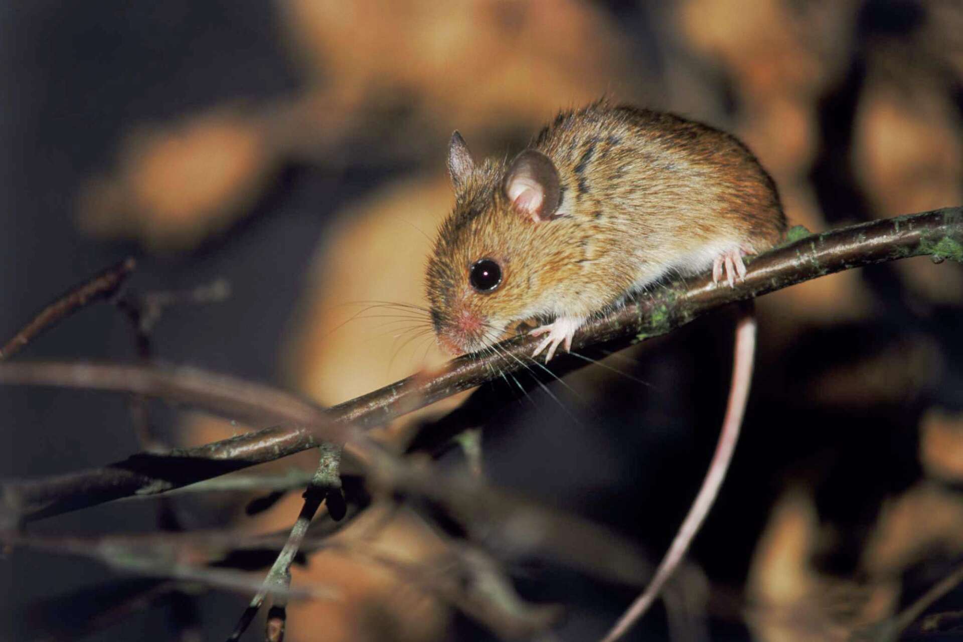 How to Control Field Mice