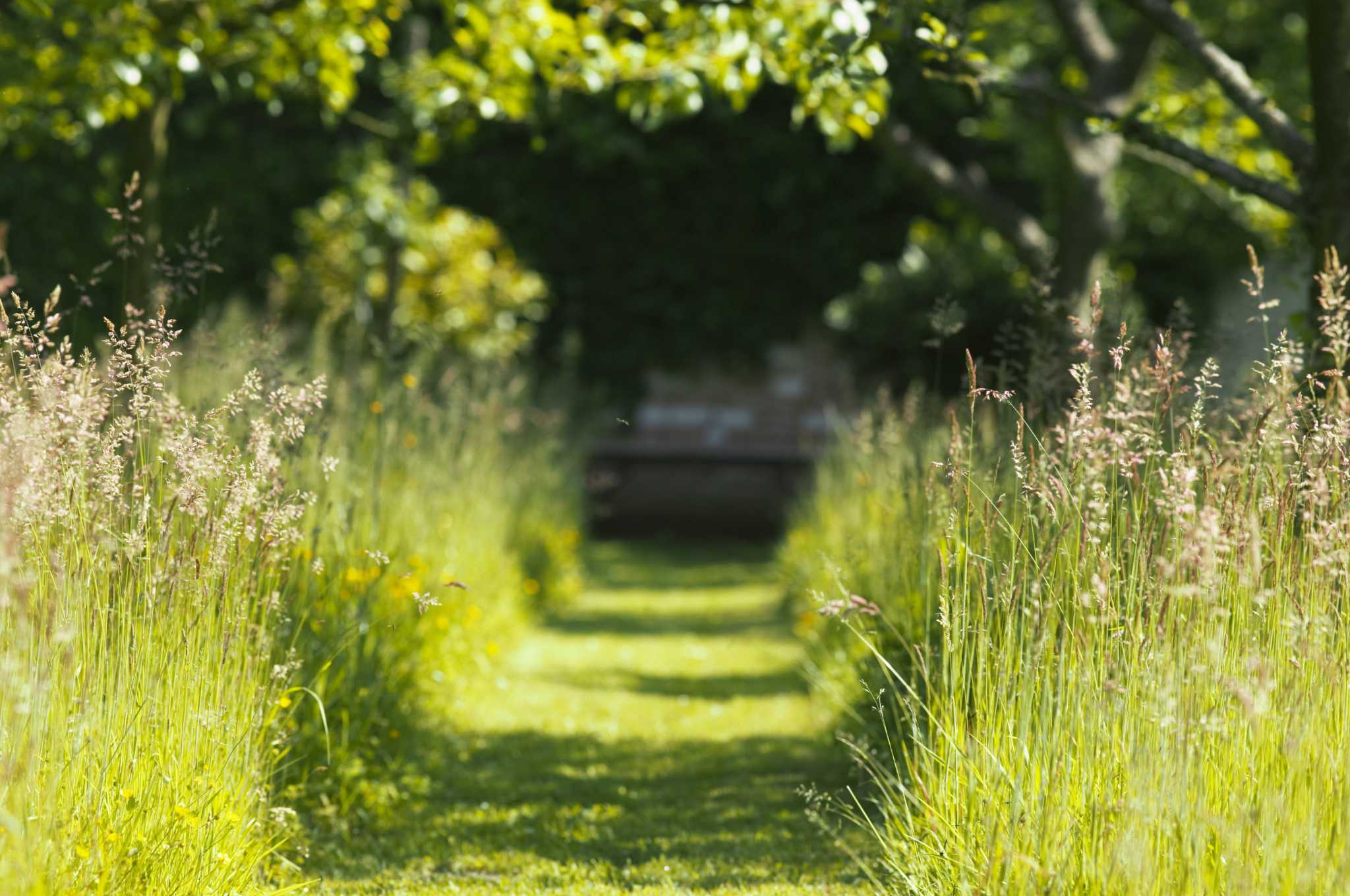 How to Control or Kill Weeds by Mowing
