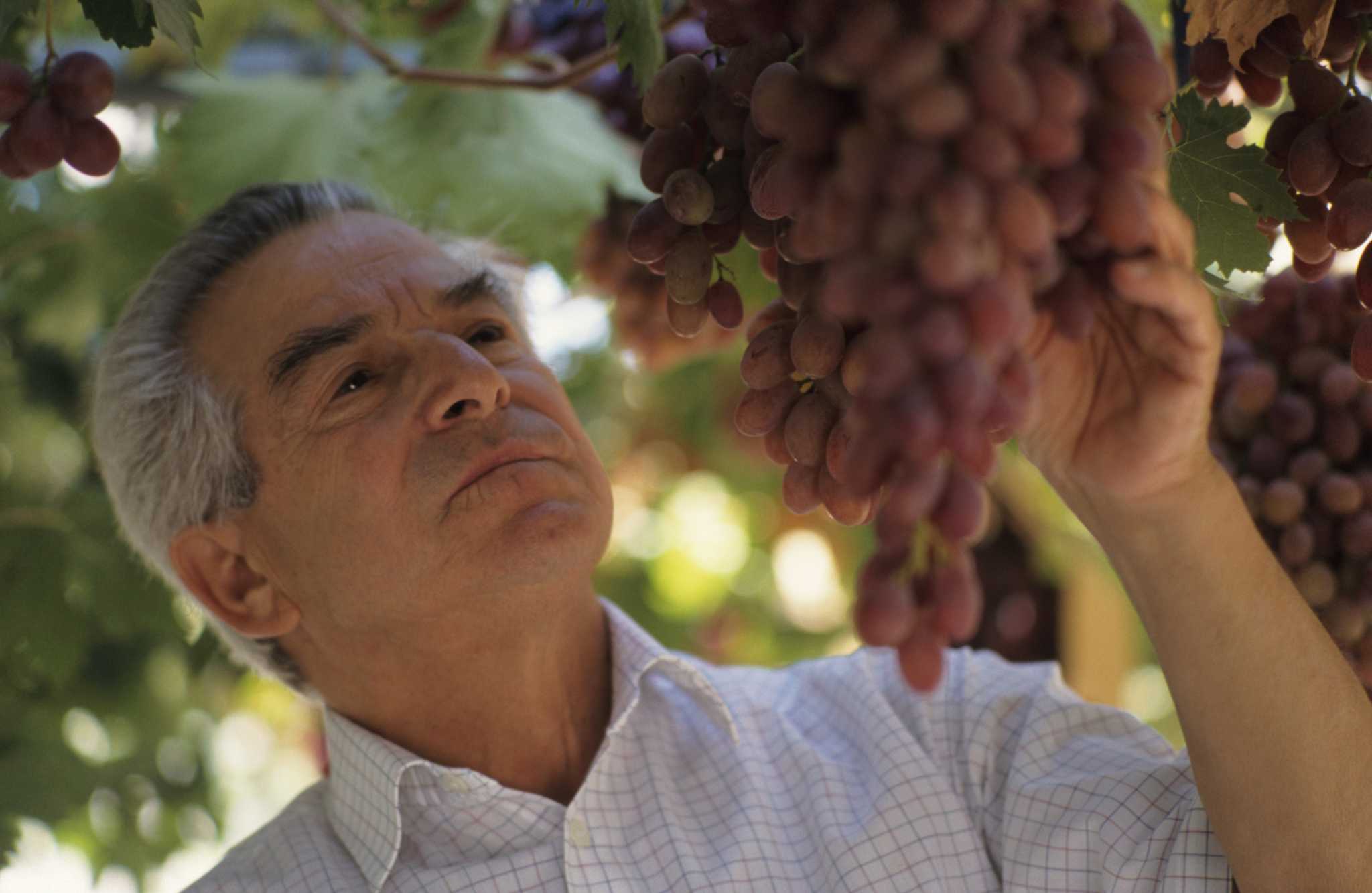 Ruby Seedless Grape, Vitis vinifera 'Ruby Seedless', Monrovia Plant