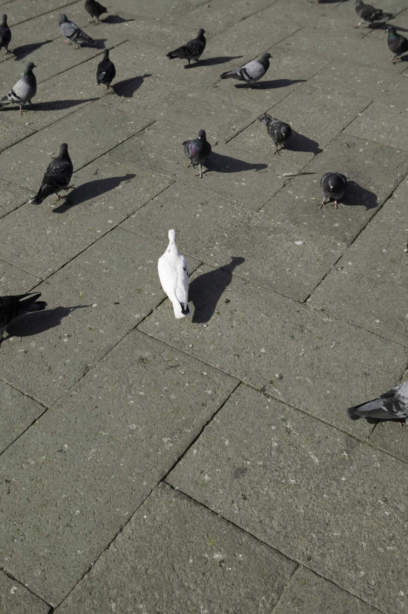 How to Control Pigeons With Grape Seed Oil