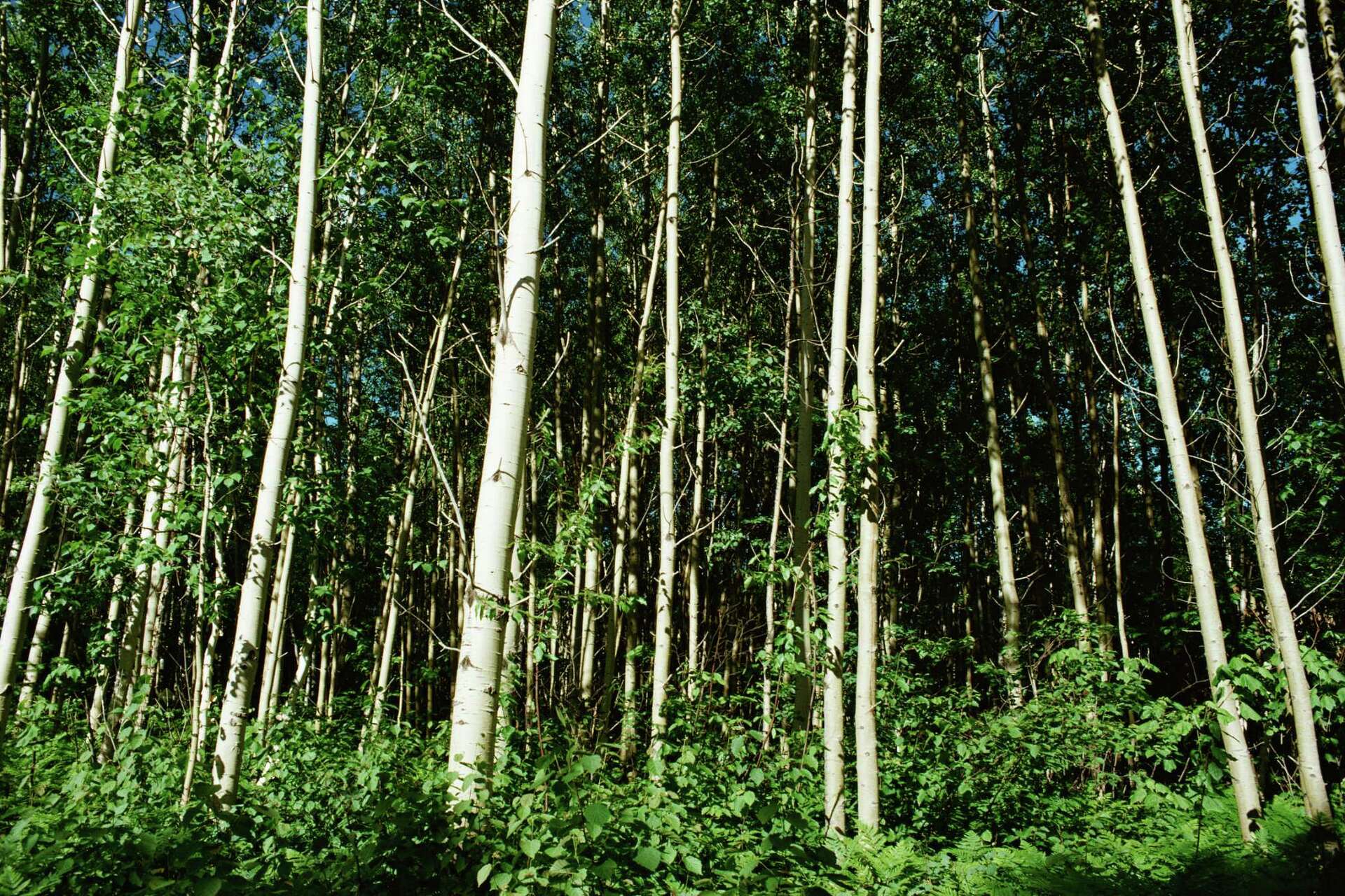 Pullan Tree How to Control a Poplar Tree