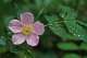 Wild rose flowers bloom throughout the growing season.