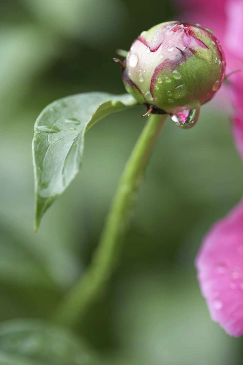 How to Prune Peonies Bushes