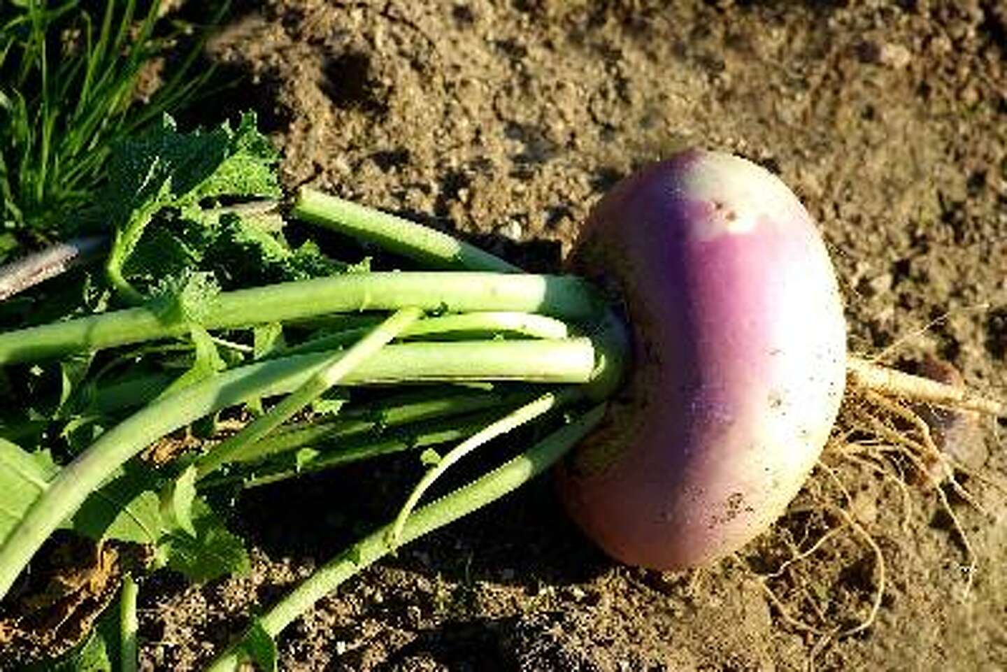 Fiber In Turnips