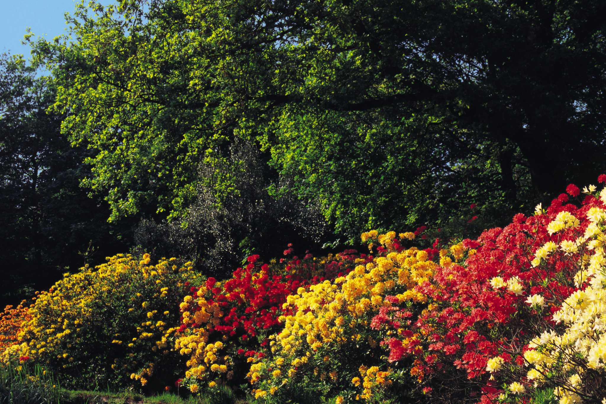 How to Convert a Lawn Into a Flower Bed