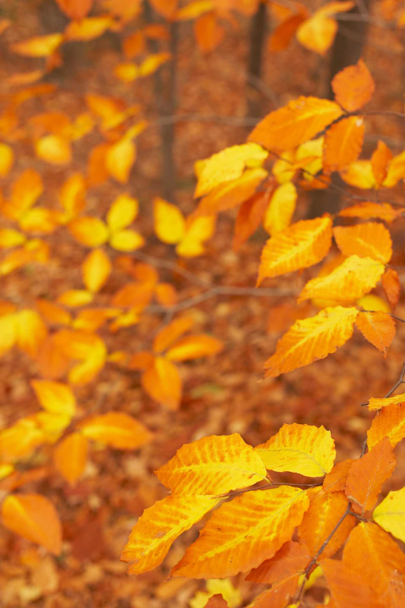 Facts About Copper Beech Trees