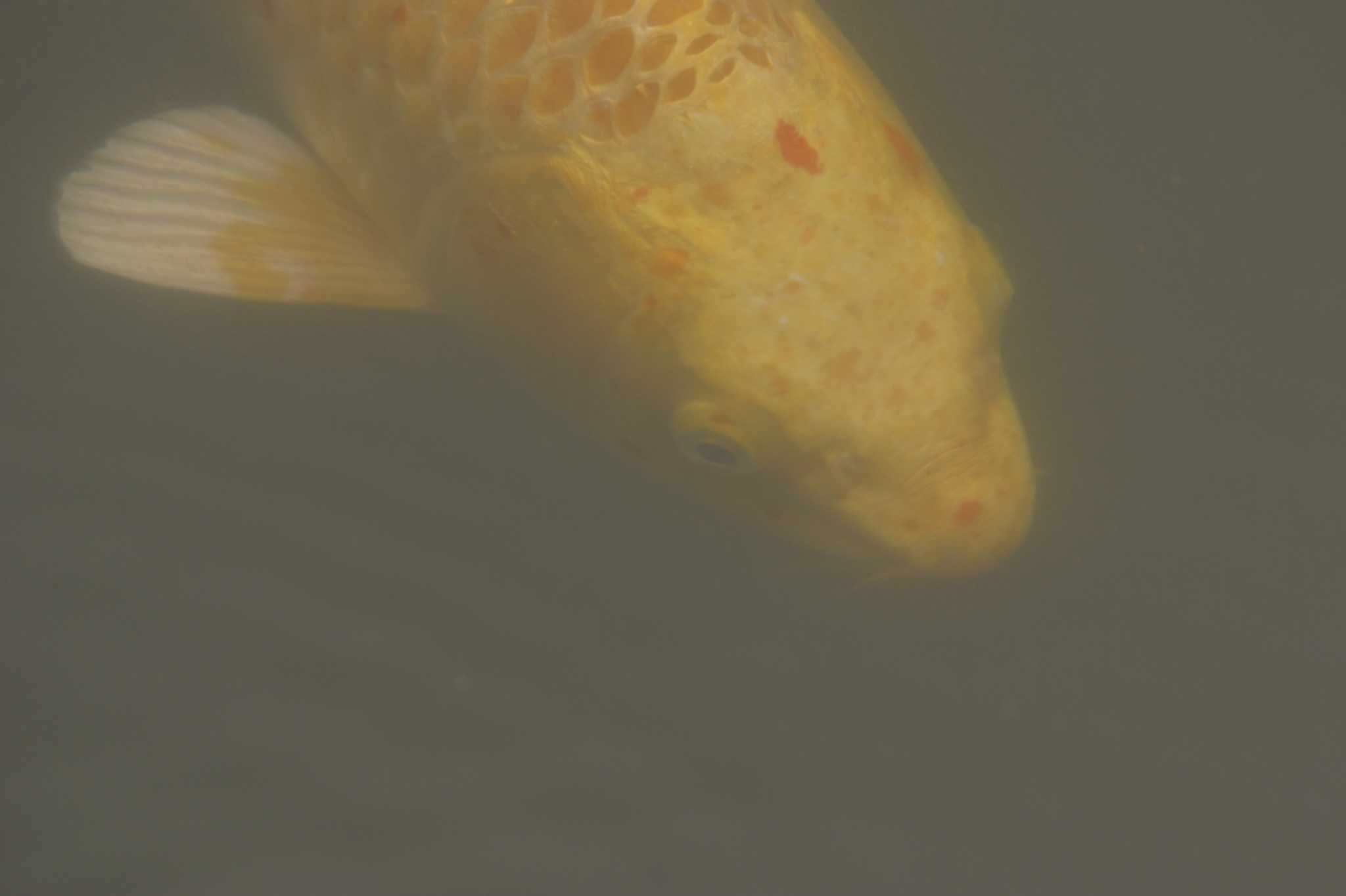 Does Copper Sulfate Kill Fish?