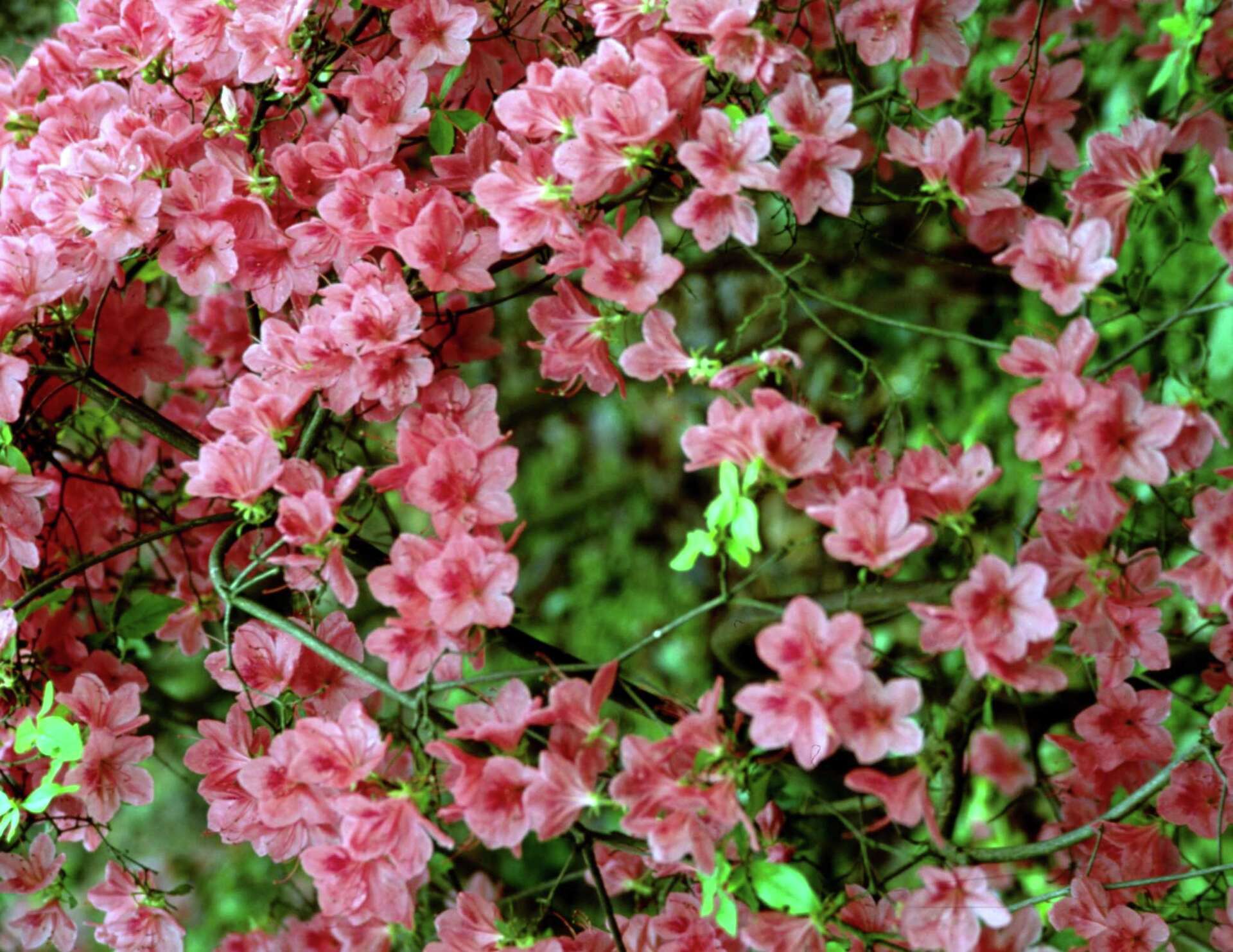 Care & Feeding of Azaleas