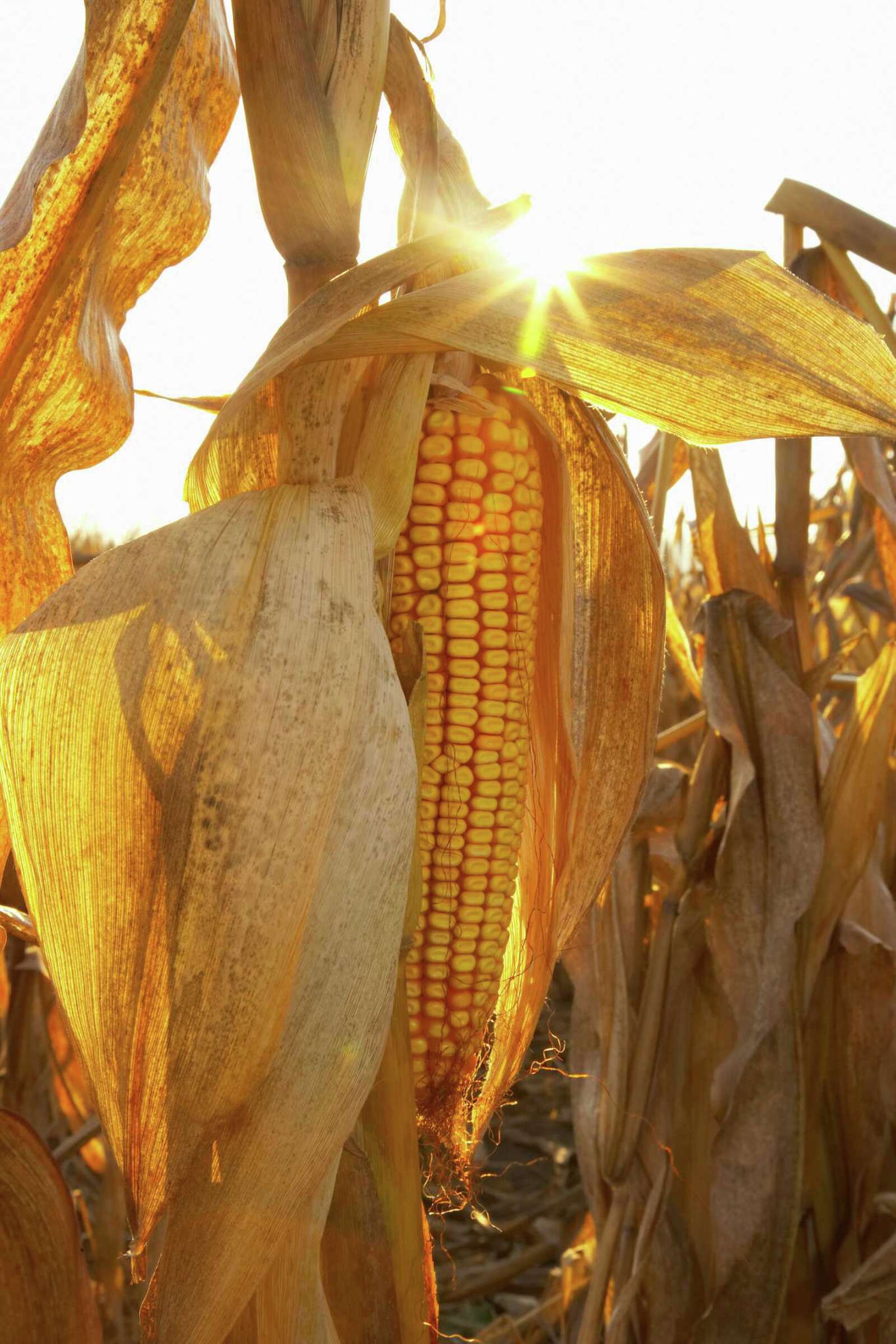 Corn Burning Stove Facts