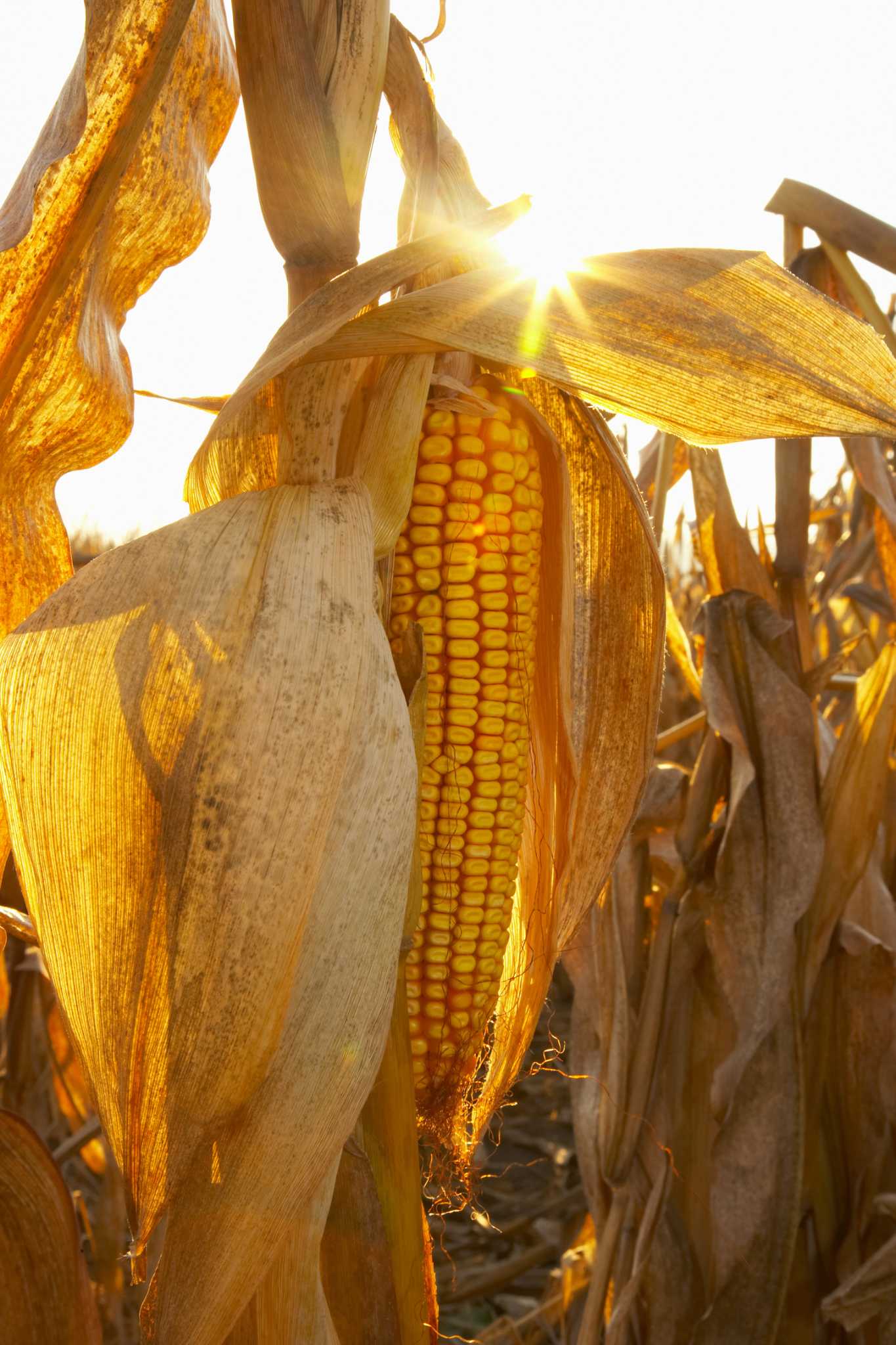 Corn Burning Stove Facts