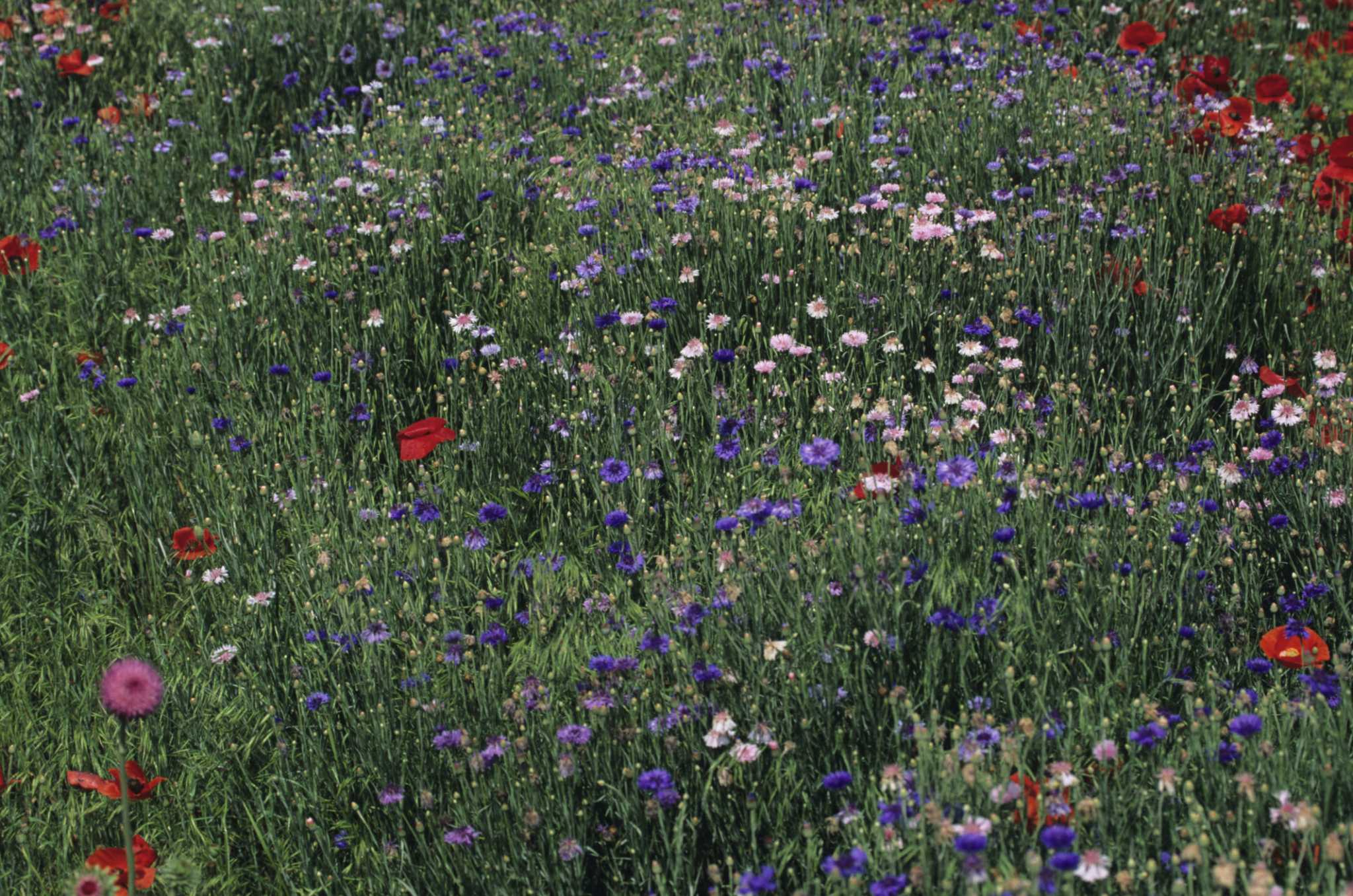 Cornflower Care in Spring