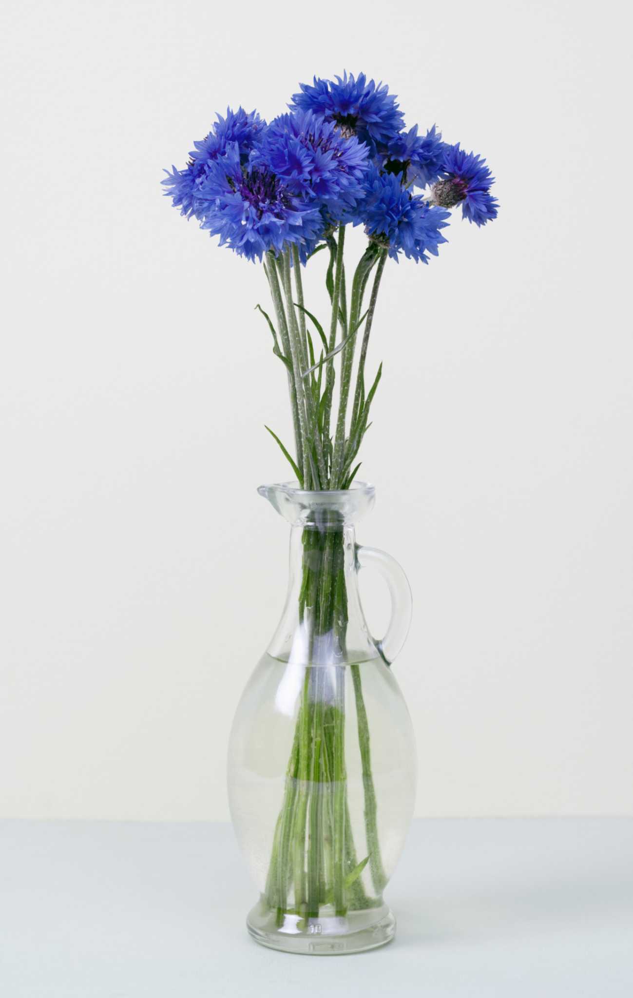 Cornflower Growth