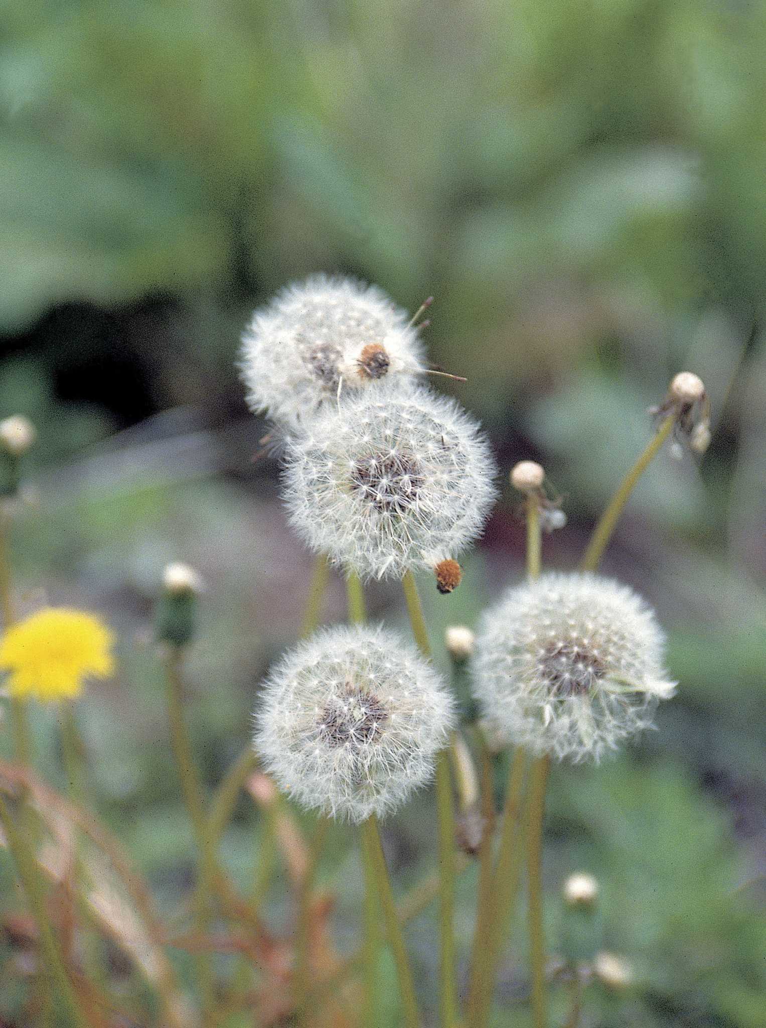 Corn Gluten Meal for Dandelion Control