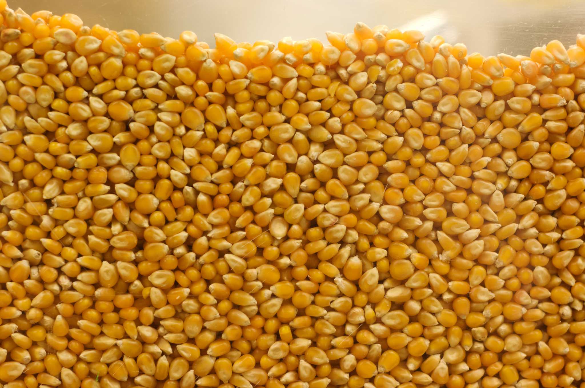 Does Corn Gluten Meal Get Rid of Sand Burrs?