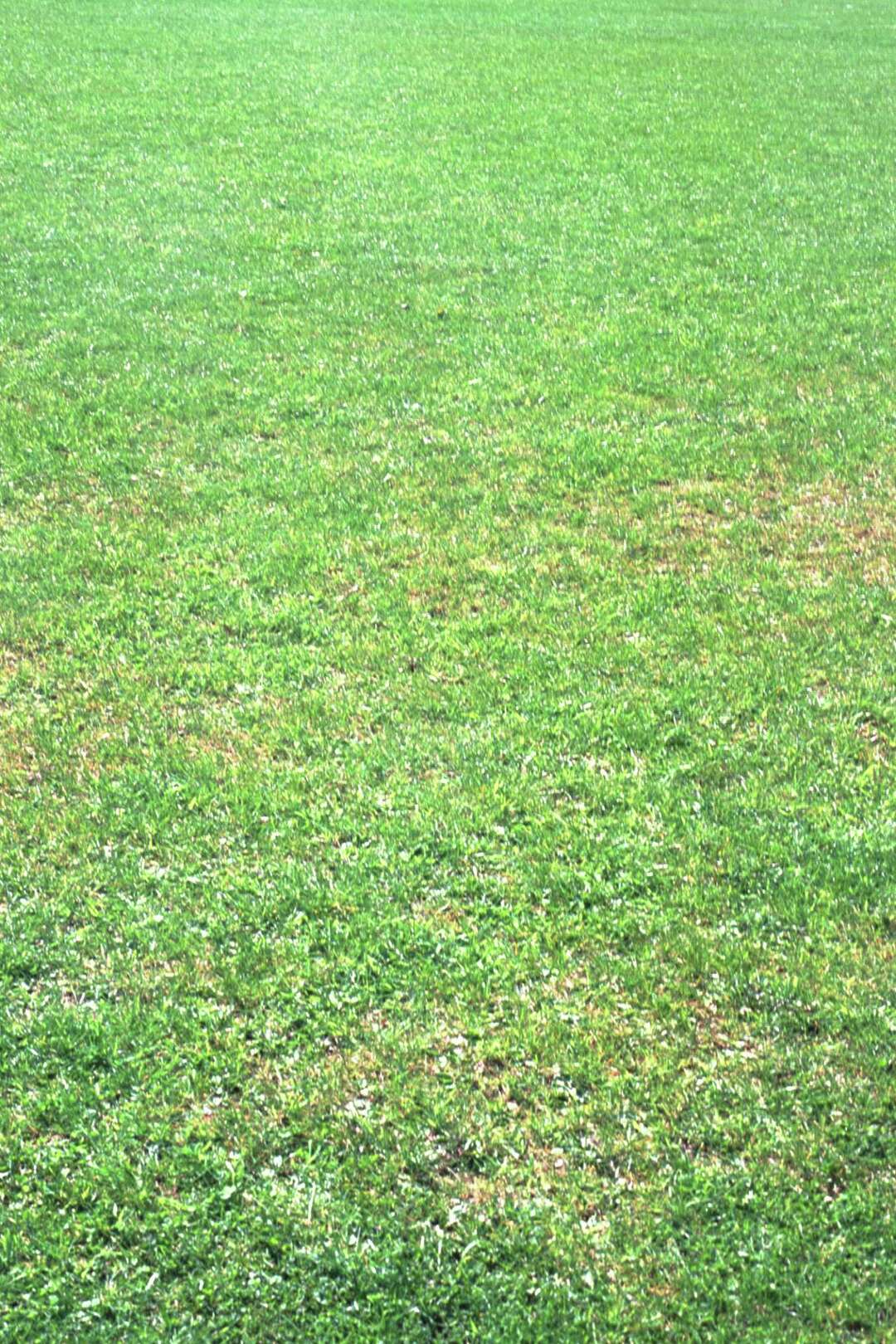 When Should Crabgrass Preventer be Applied?