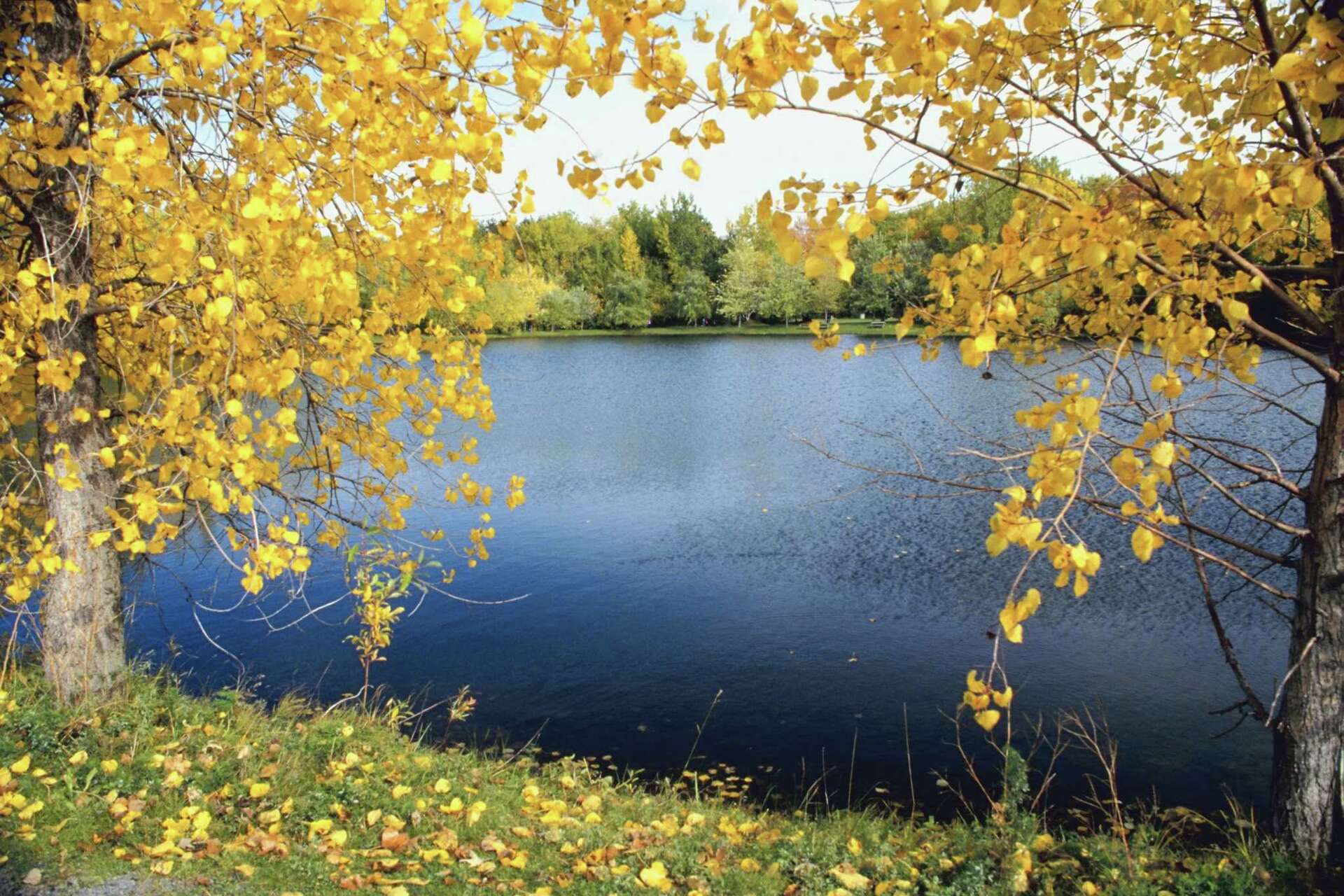 What Kind of Seeds Does a Poplar Tree Have?