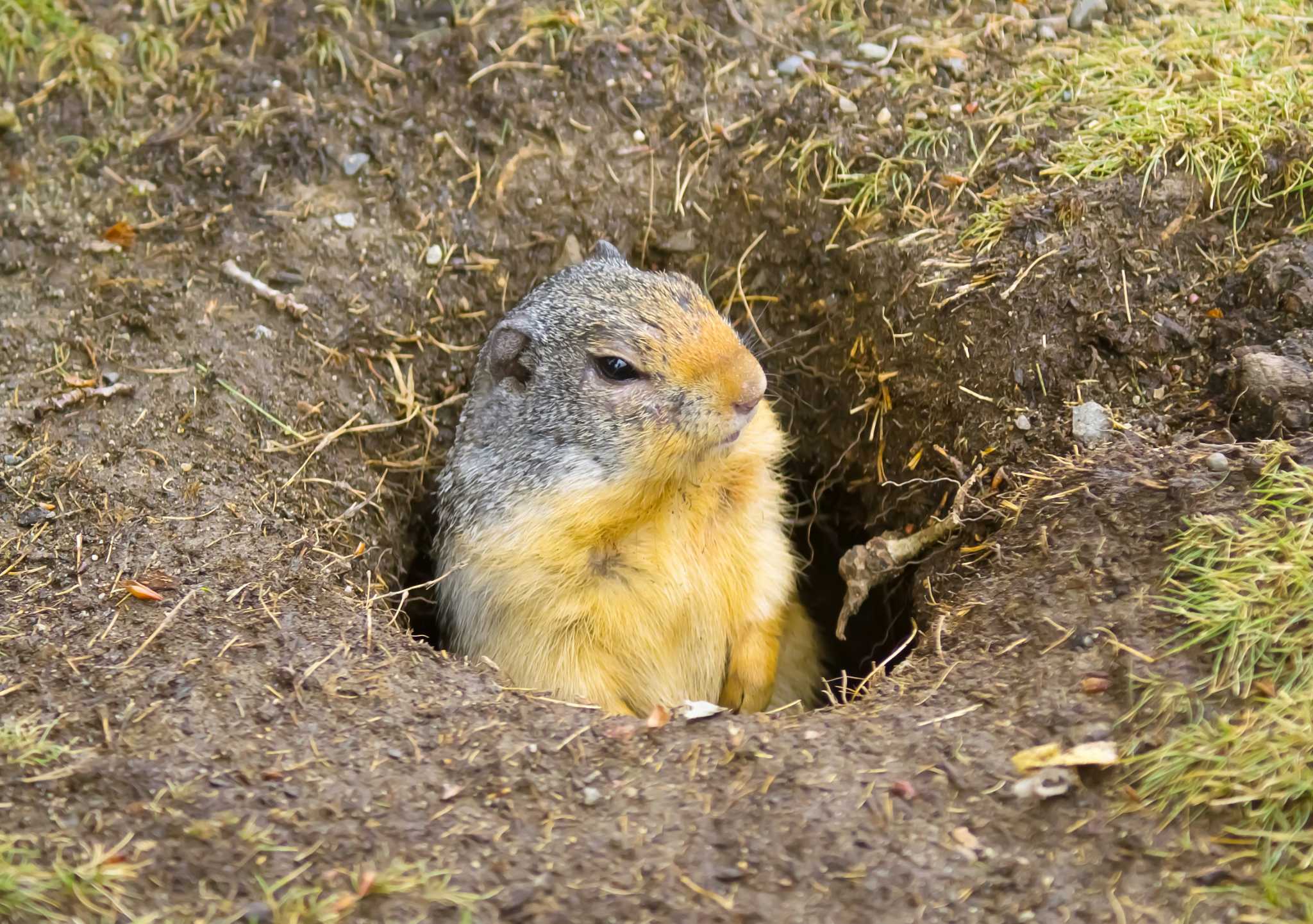 how do i get rid of moles in my yard with dogs