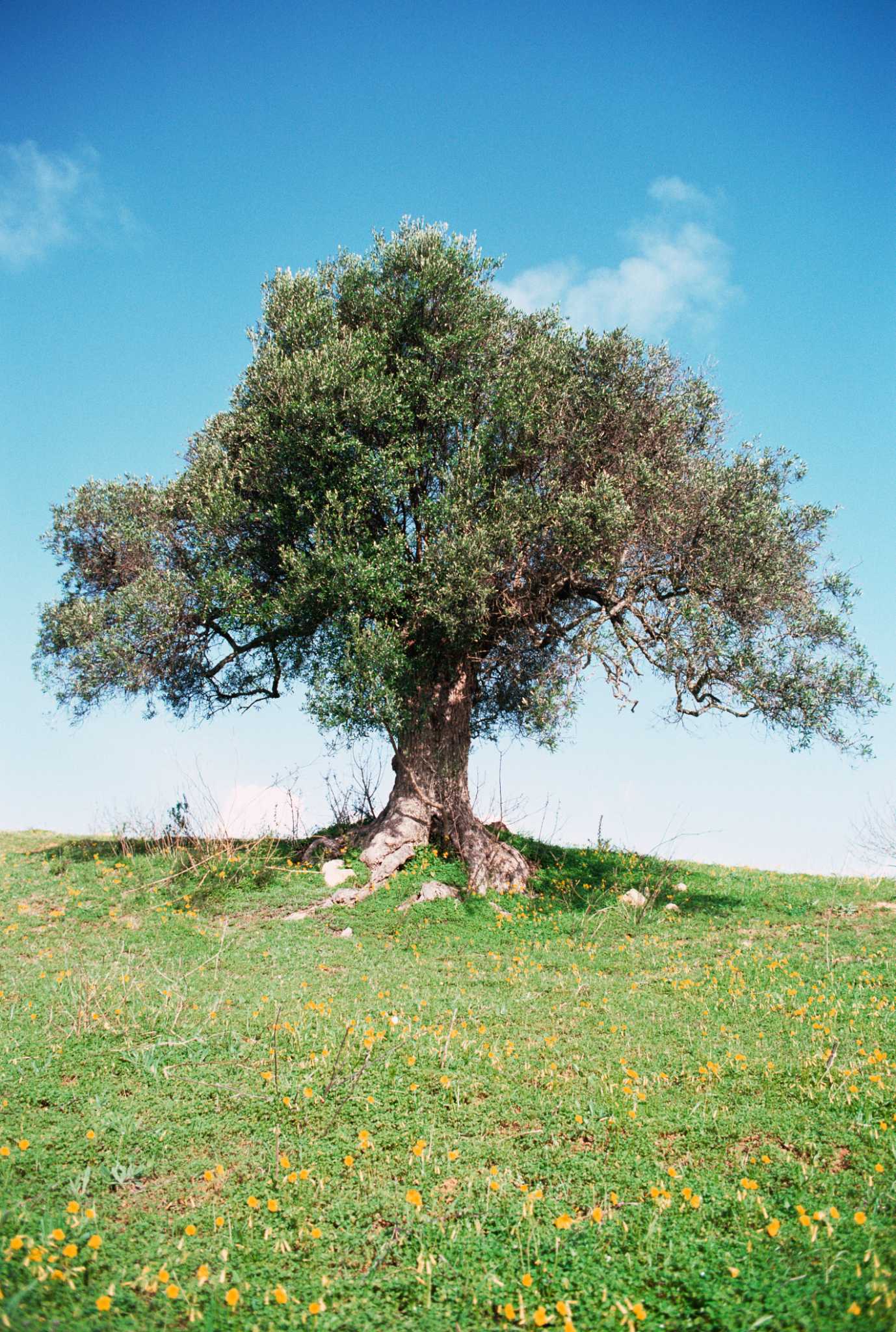 Covering Exposed Tree Roots on Hillside