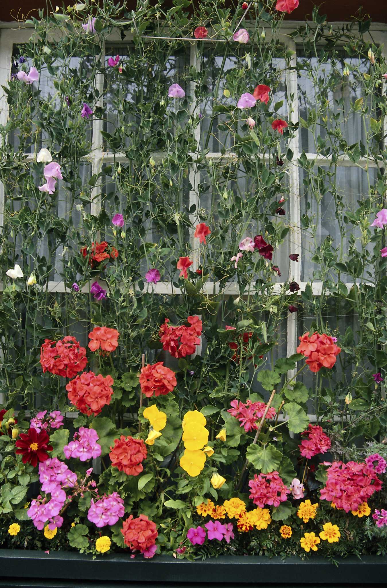 How to Cover an Unsightly Outdoor Wall