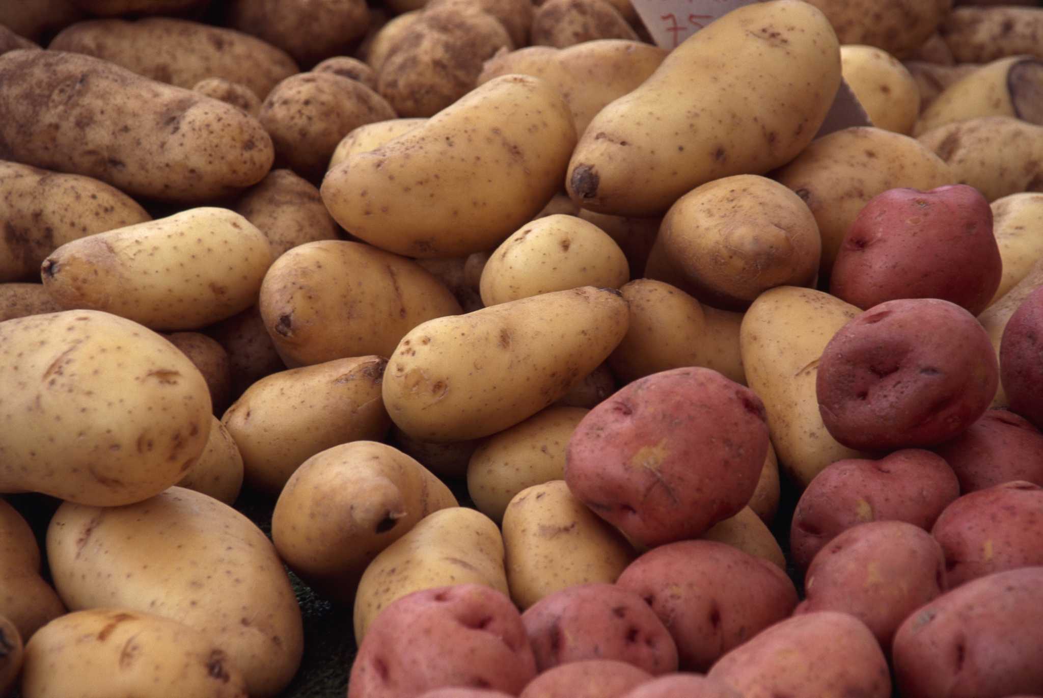 Red potatoes: varieties, growing & cooking - Plantura