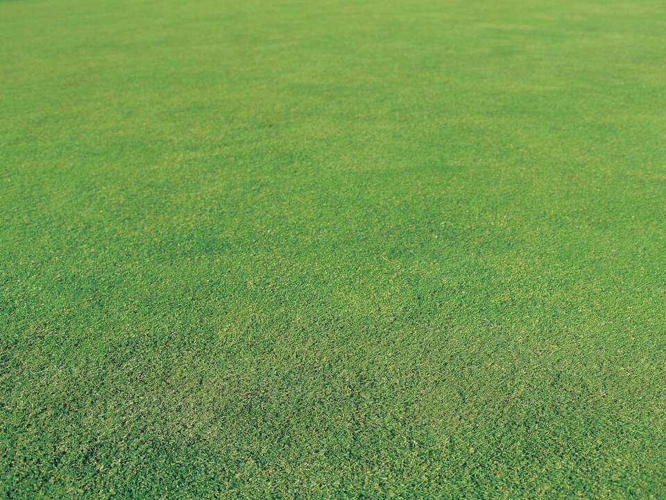 Crab Grass Vs. Johnson Grass