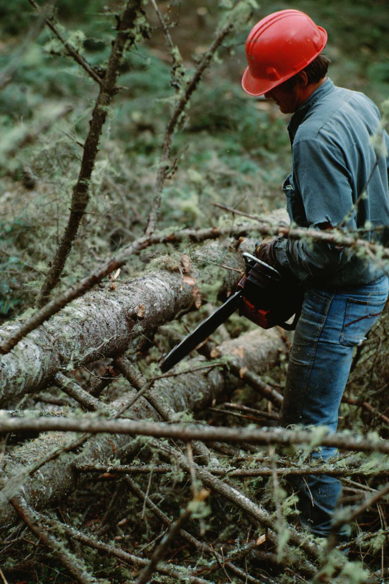 How to Cut Down Large Leaning Tree Branches