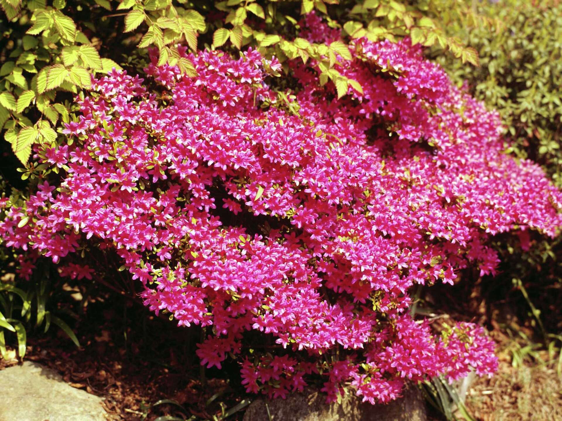 When Do I Prune My Miniature Azalea?