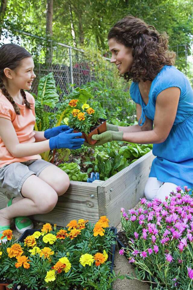 Marigolds, Tomatoes & Spider Mites