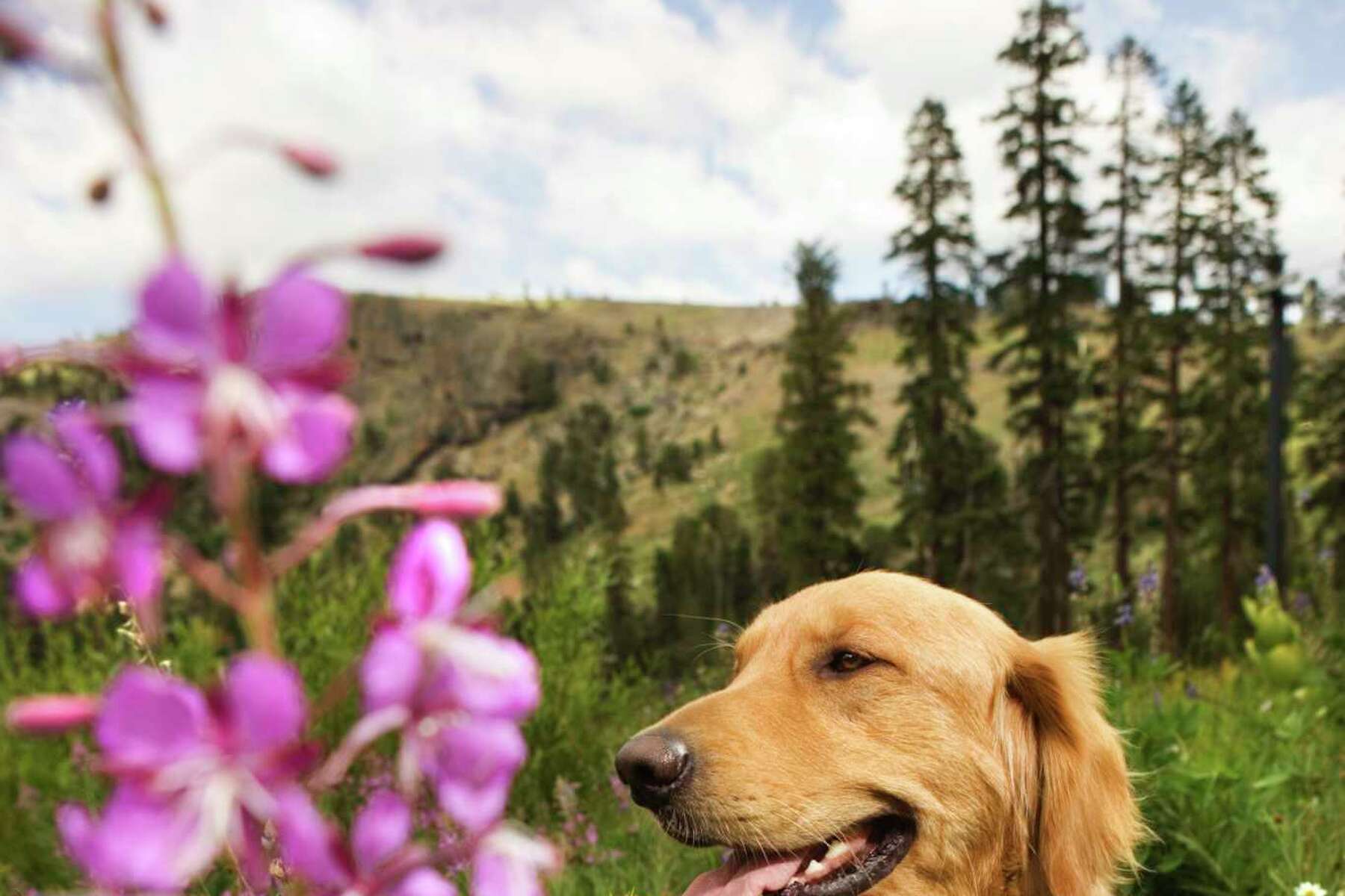 Is Blue Star Creeper Safe For Dogs