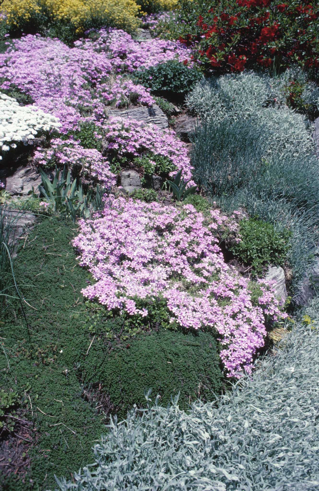Does Creeping Phlox Like Shade?