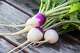 harvested fresh organic small turnip vegetable