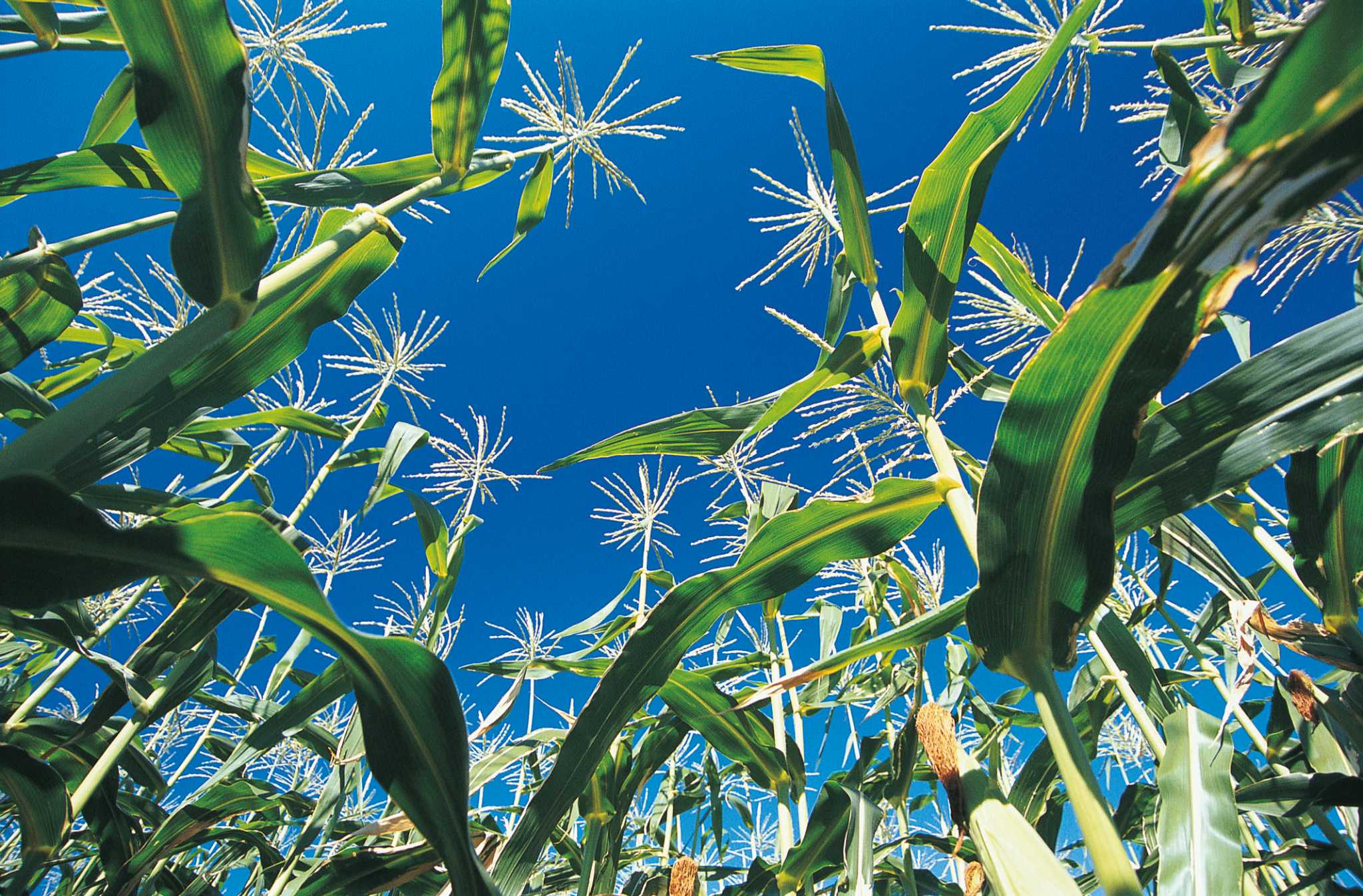 incredible-yellow-corn-planting-instructions