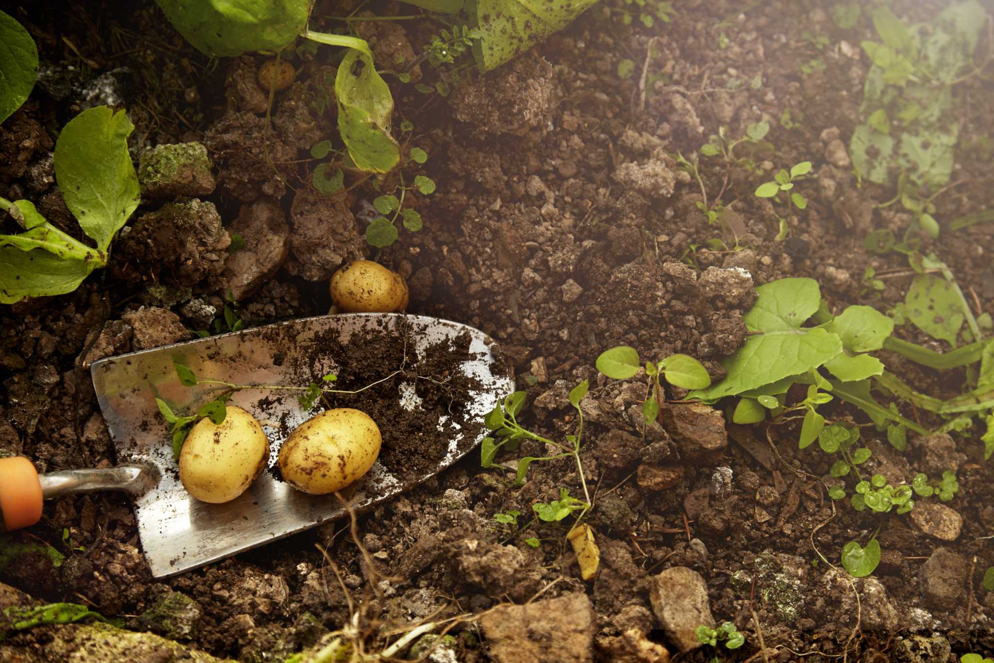 what-not-to-plant-after-potatoes-what-you-should-plant-instead