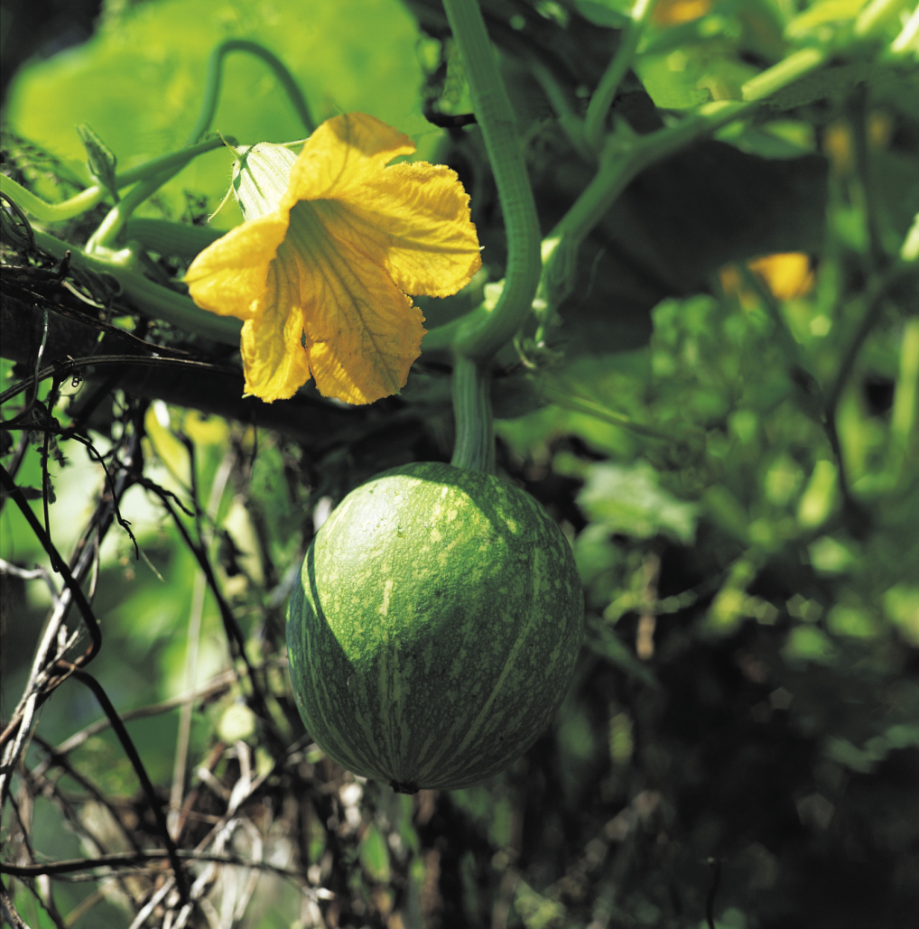 CrossPollination of Melons