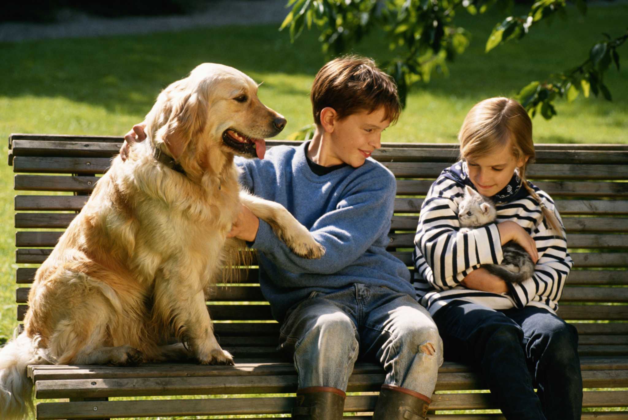 Is a croton plant poisonous sale to dogs