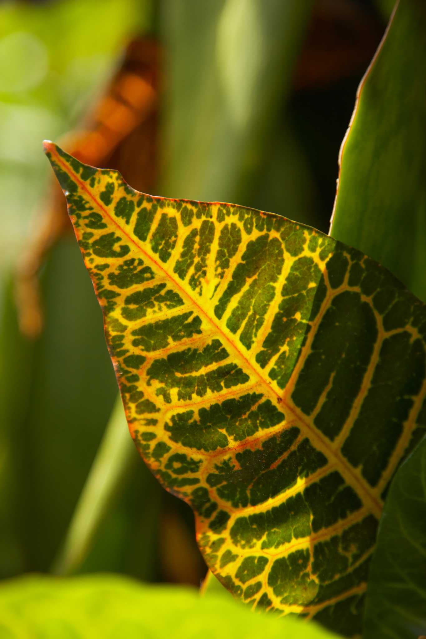 how-to-fix-and-care-for-leaves-dropping-from-a-codiaeum-variegatum