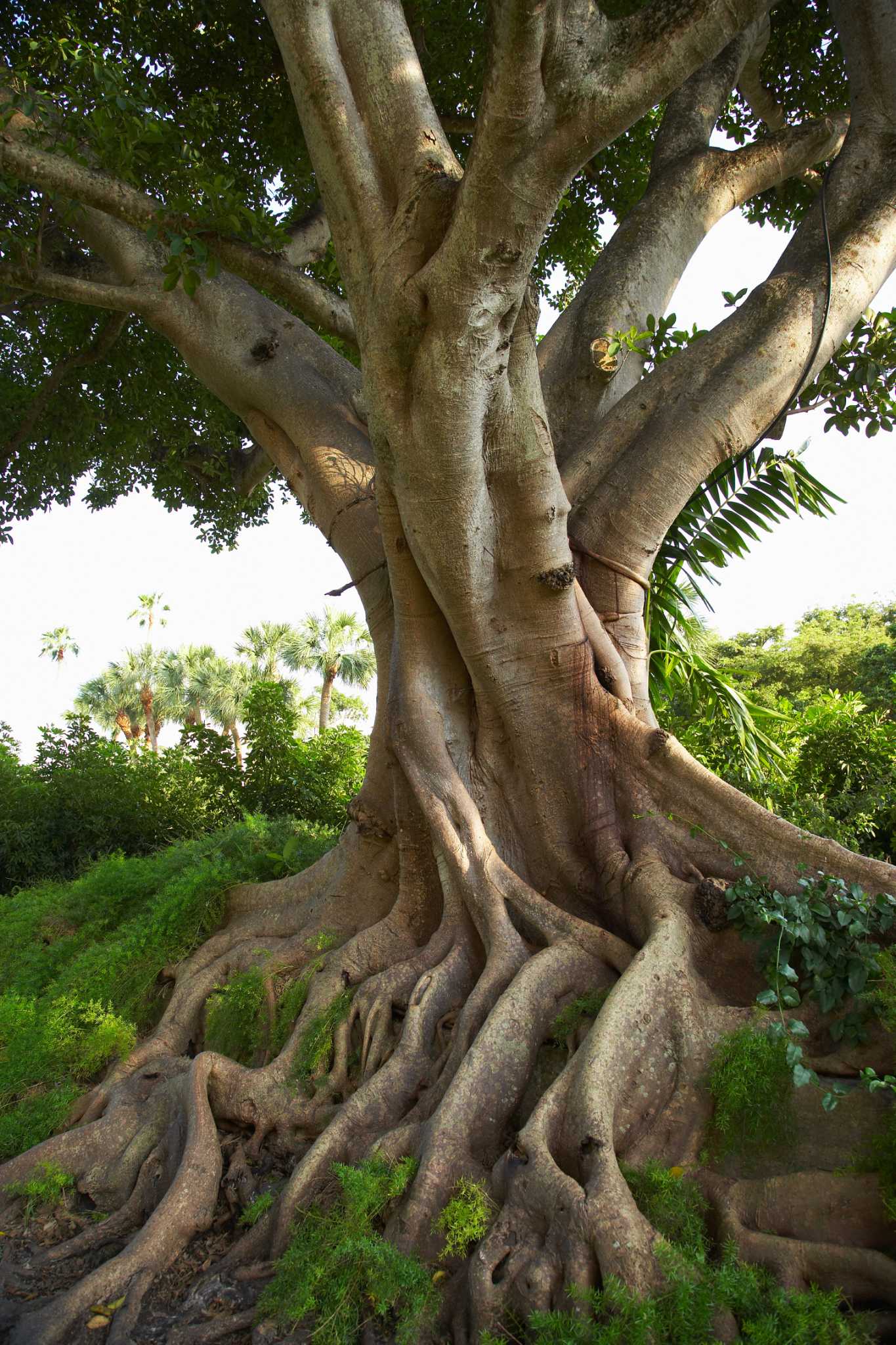 How To Kill A Ficus Stump