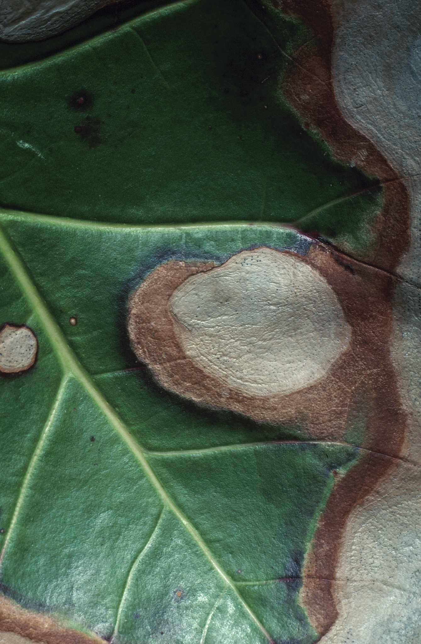 How to Cure Brown Leaf Disease in Shrubs