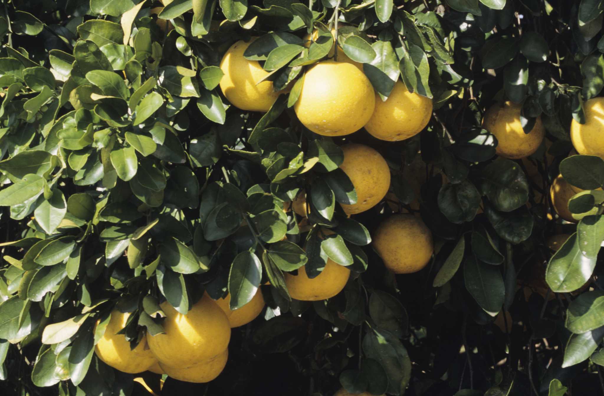 What to Do If a Grapefruit Tree Is Turning Yellow