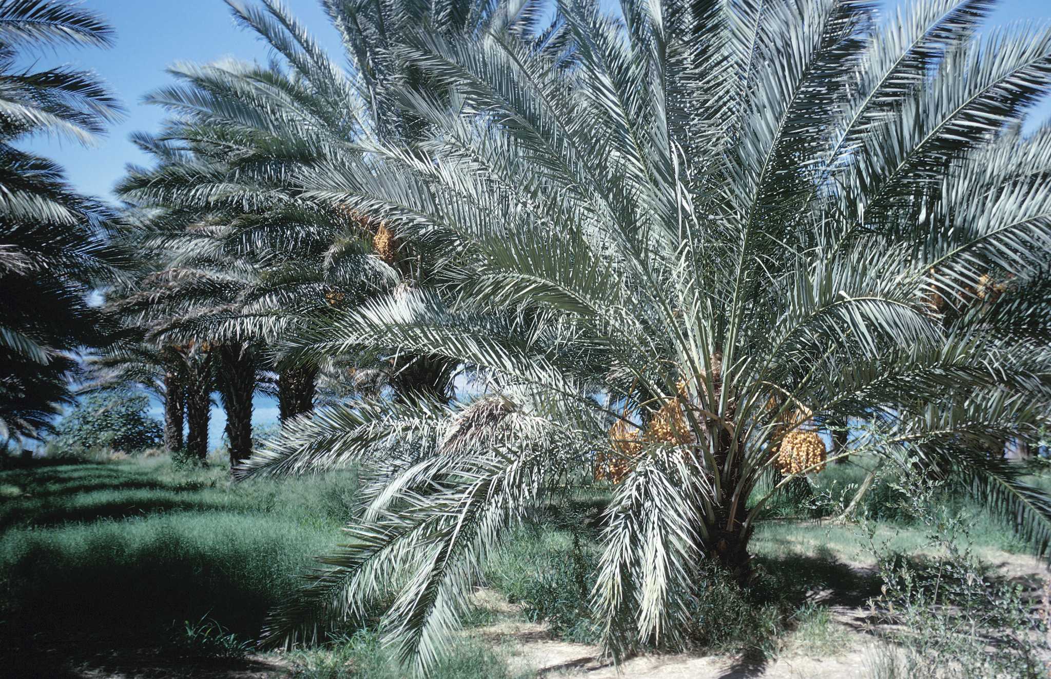 What Are Palm Fronds?