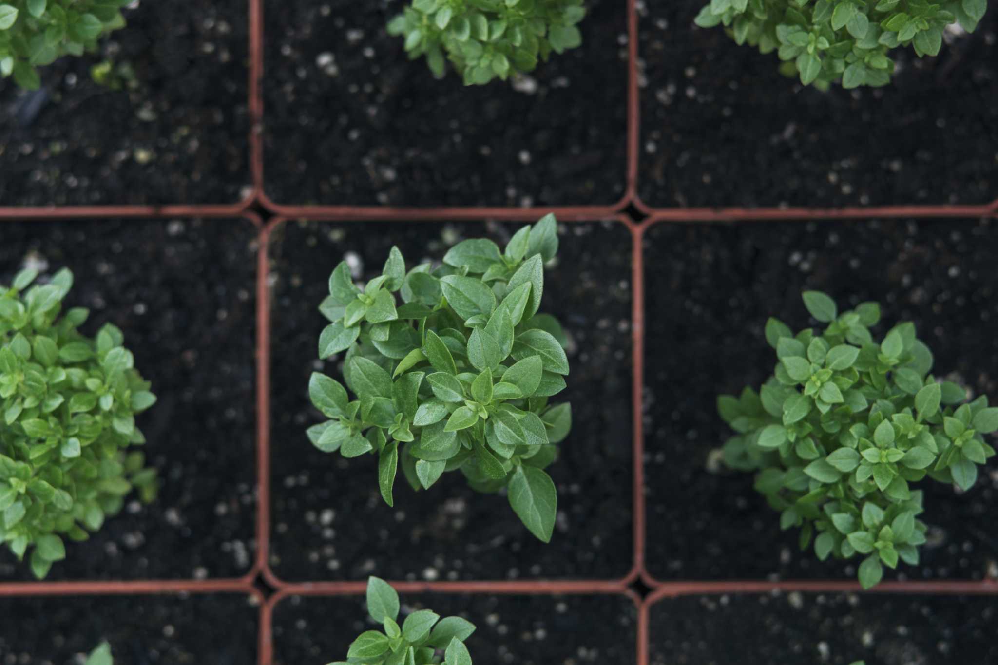 How to Cure Overwatered Basil