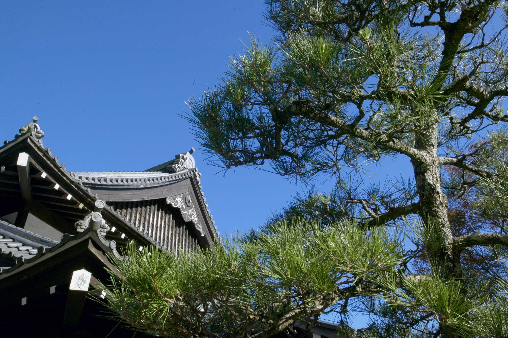 How to Cut Above Ground Tree Roots on Pine Trees