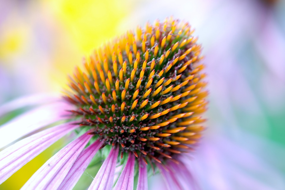 how-to-cut-back-echinacea