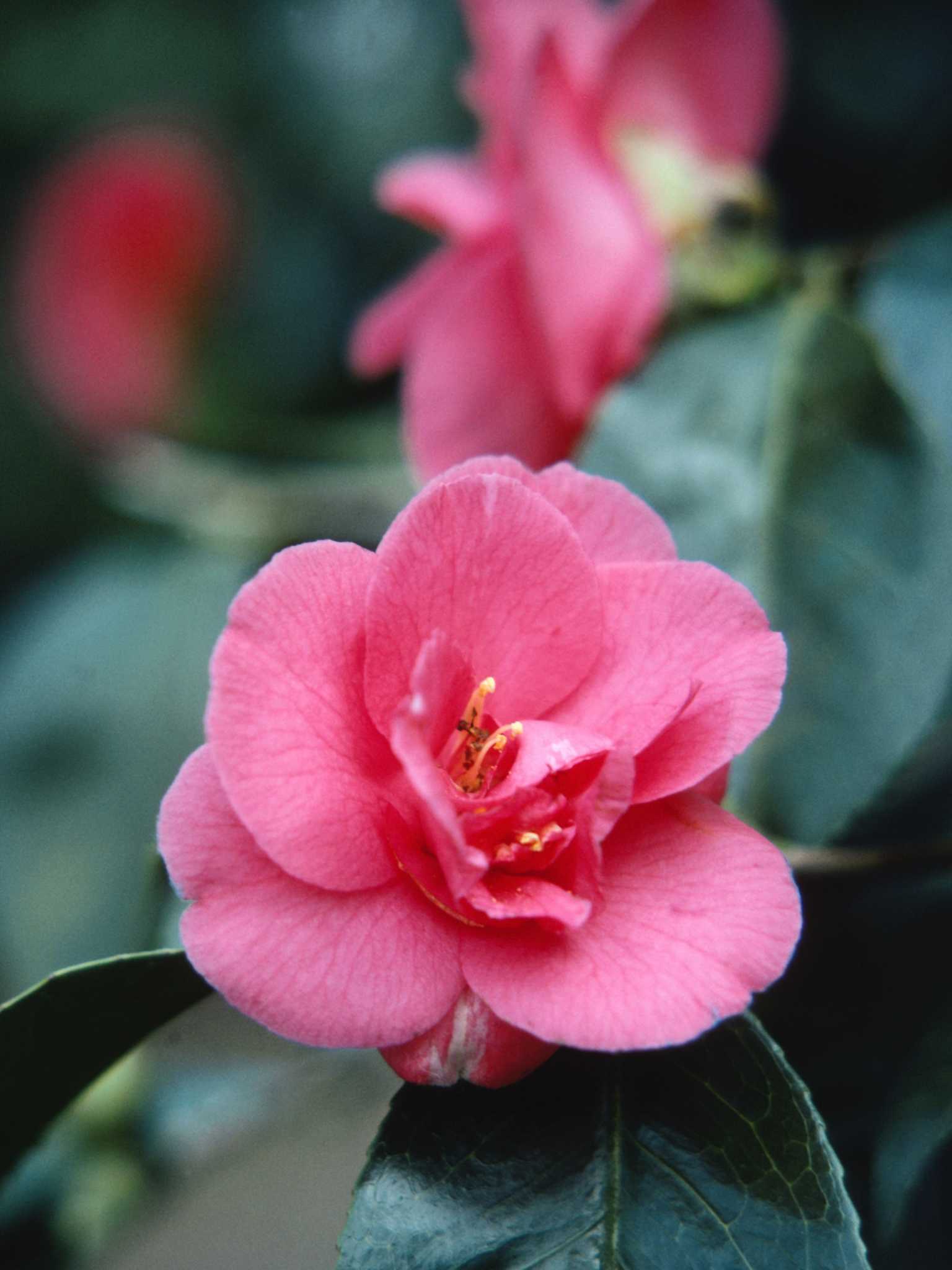 Monrovia® Debutante Camellia - Camellia japonica 'Debutante' – ServeScape
